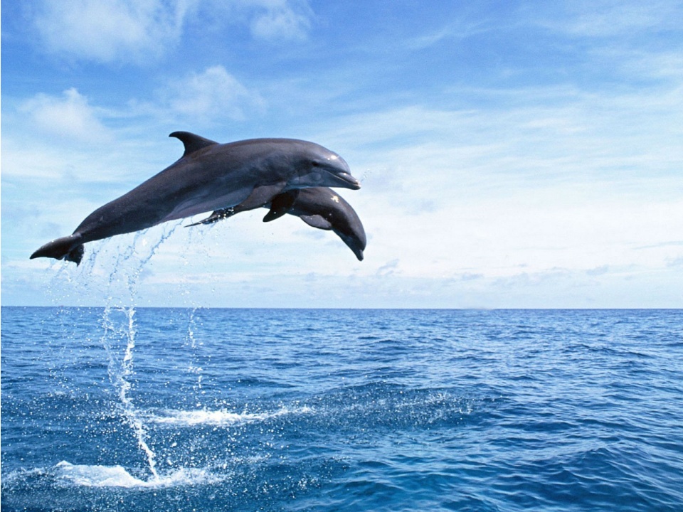 Афалины. Дельфины Черного моря 