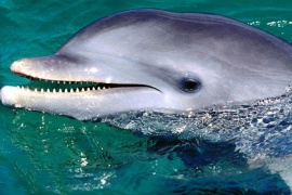 Афалины. Дельфины Черного моря
