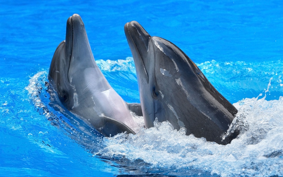 Дельфины черное море  
