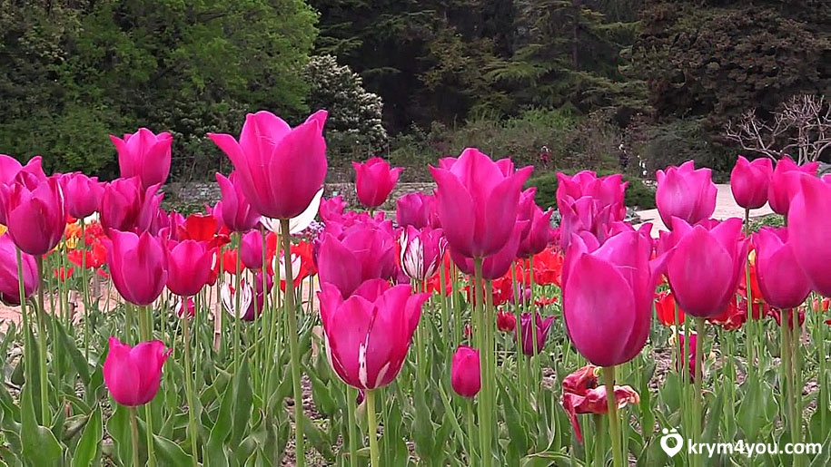 Никитский ботанический сад Крым лето фото парк тюльпаны  