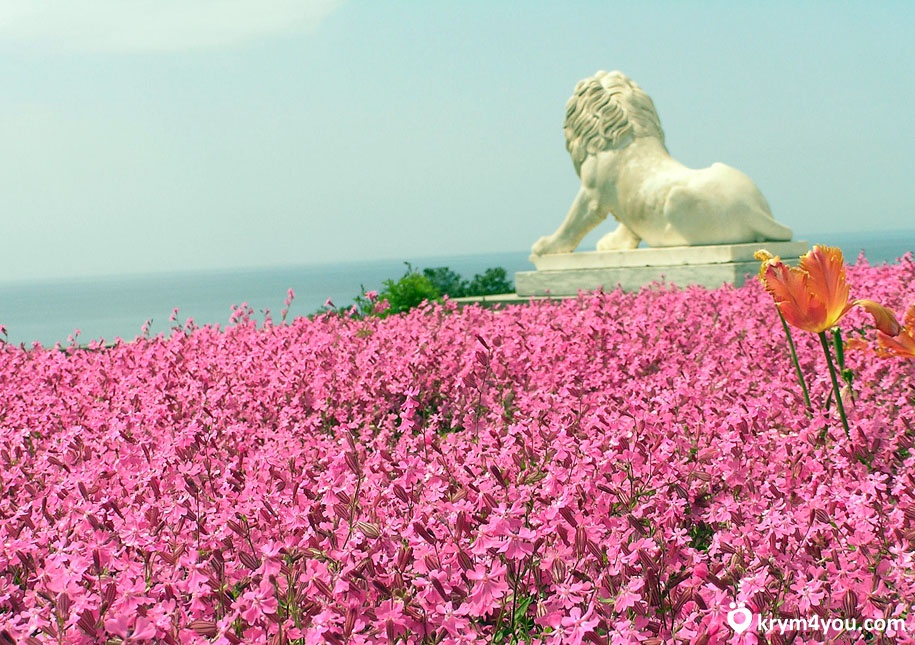 Крым Алупка фото цветы  