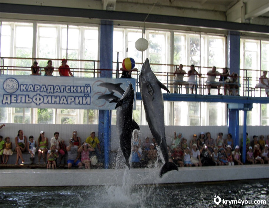 Карадагский дельфинарий Крым фото 1
