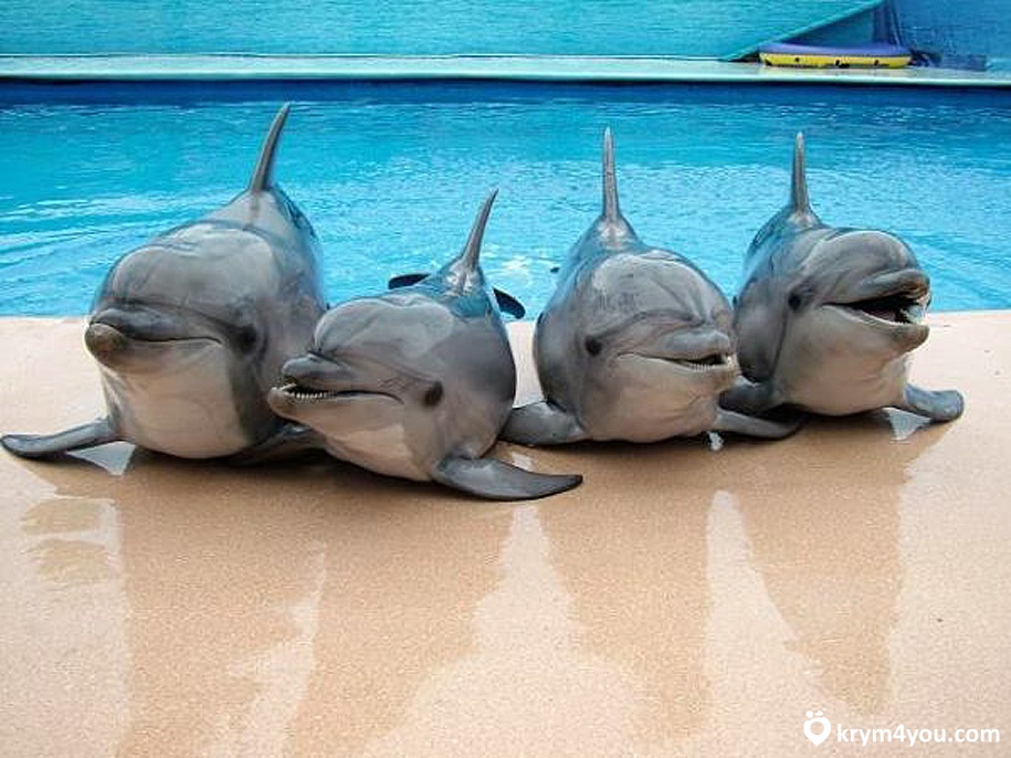 Карадагский дельфинарий Крым фото  