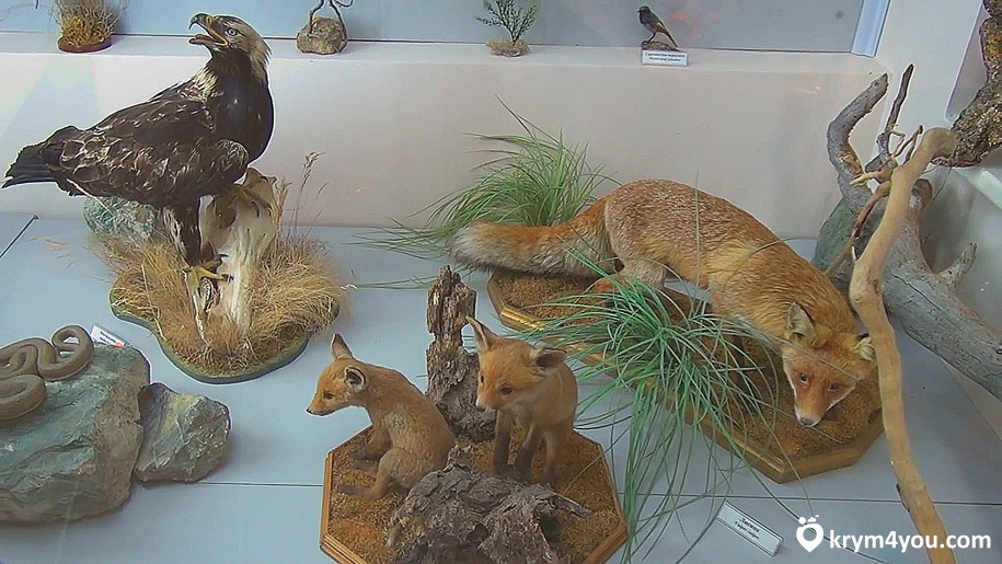 Музей природы Карадага поселок Курортное Крым экспонаты  