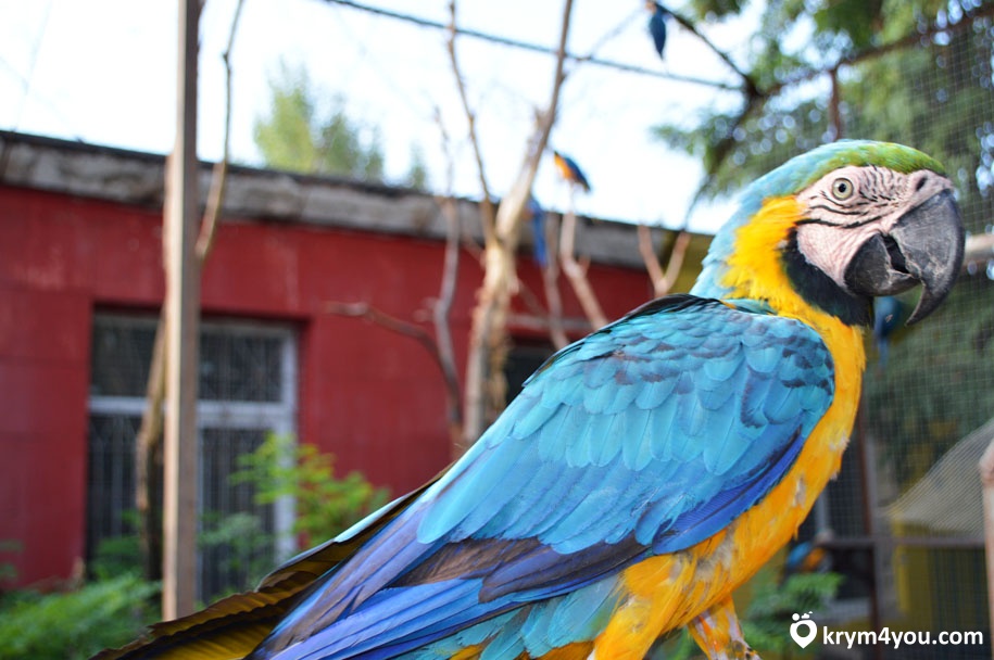 белогорск крым зоопарк Тайган фото попугай  