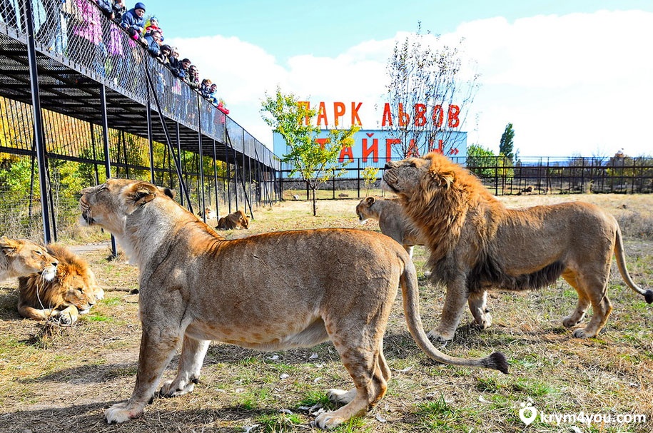 Сафари-парк Тайган 