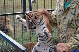 белогорск крым зоопарк Тайган львята фото 