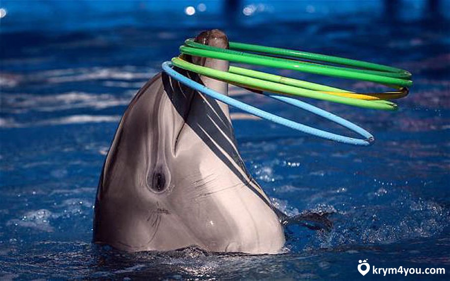 Партенитский дельфинарий Крым фото 1 