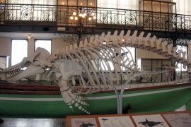 Музей океанографии и рыбного хозяйства