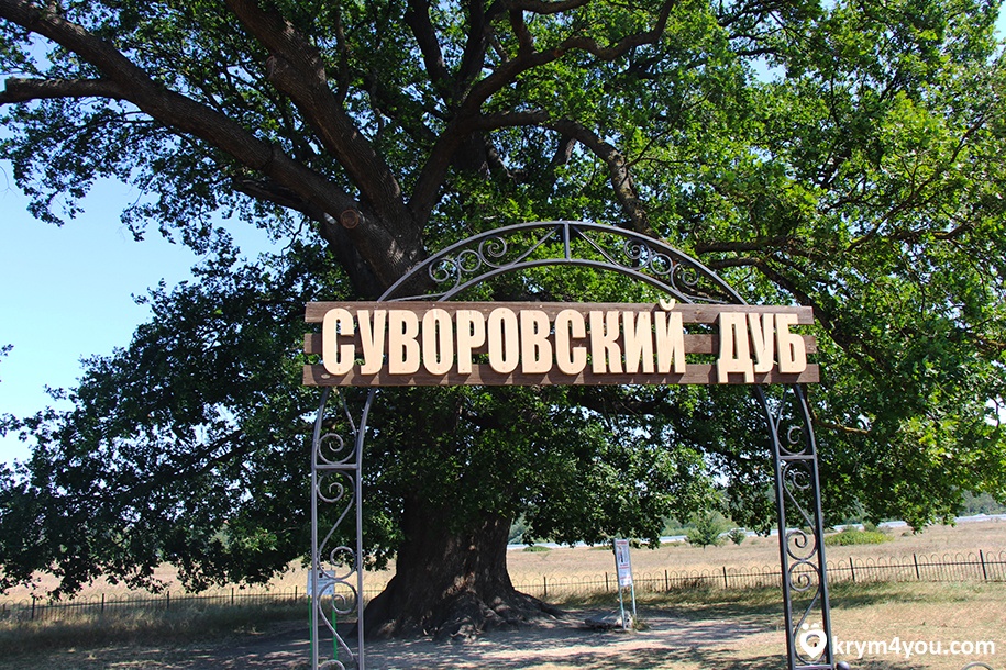Суворовский дуб 