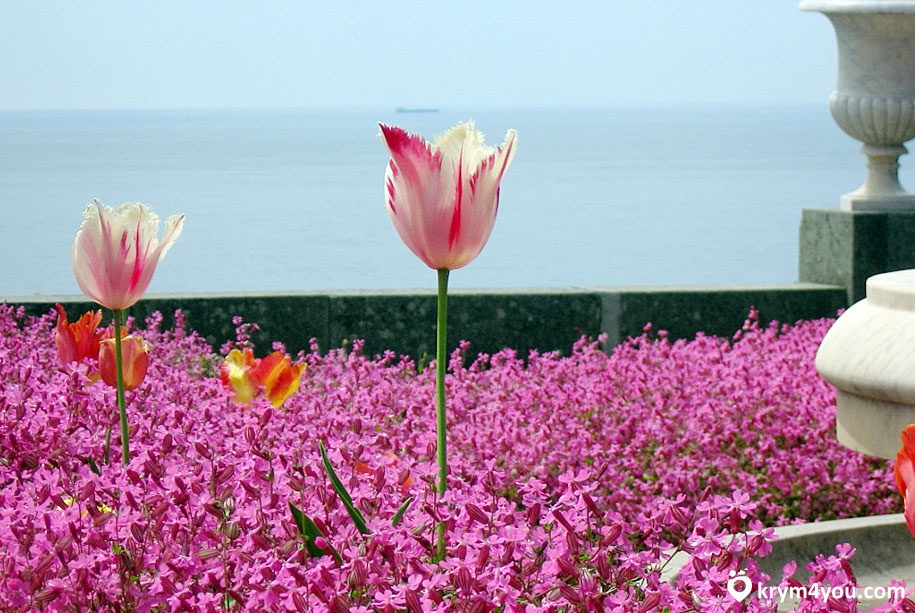 Крым Достопримечательности Алупки фото тюльпан  