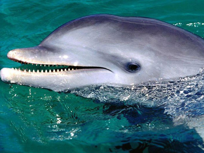 Афалины. Дельфины Черного моря 