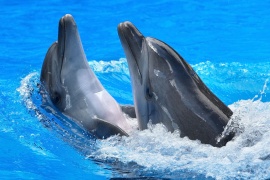 Дельфины черное море 