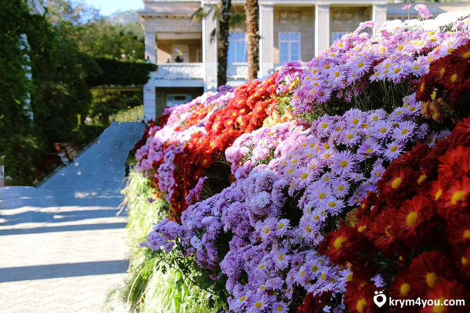 Никитский ботанический сад, Крым фото хризантемы  
