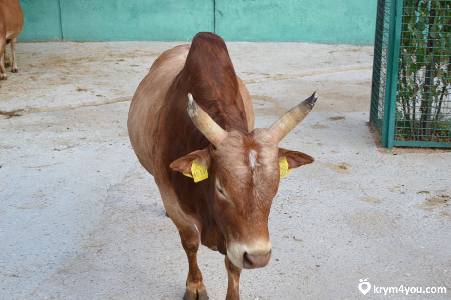 белогорск крым зоопарк Тайган фото бык 