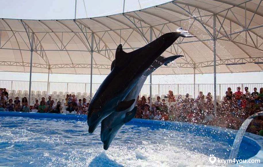 Дельфинарий ”Немо” в Алуште 