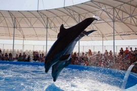 Дельфинарий ”Немо” в Алуште