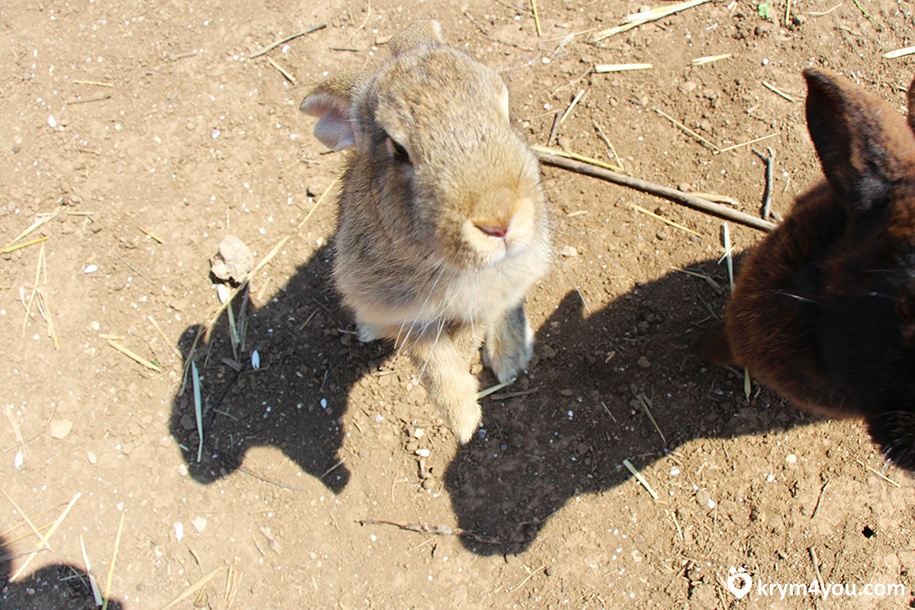 Кроликопарк в Крыму