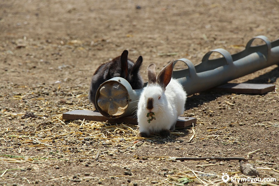 Кролик парк Крым 