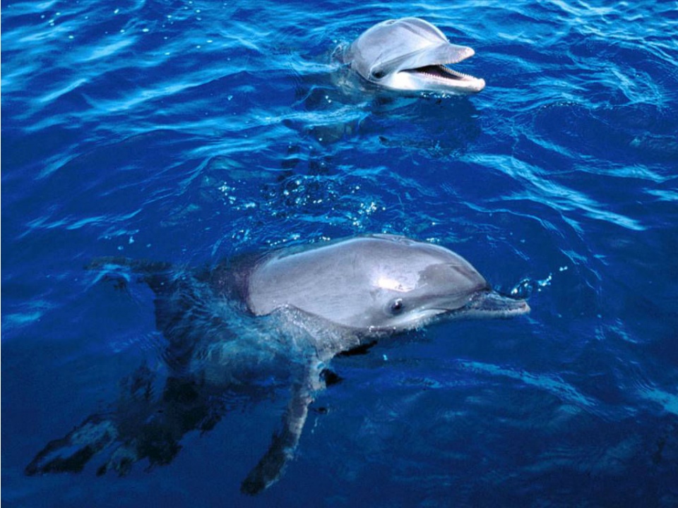 Дельфины Черного моря 