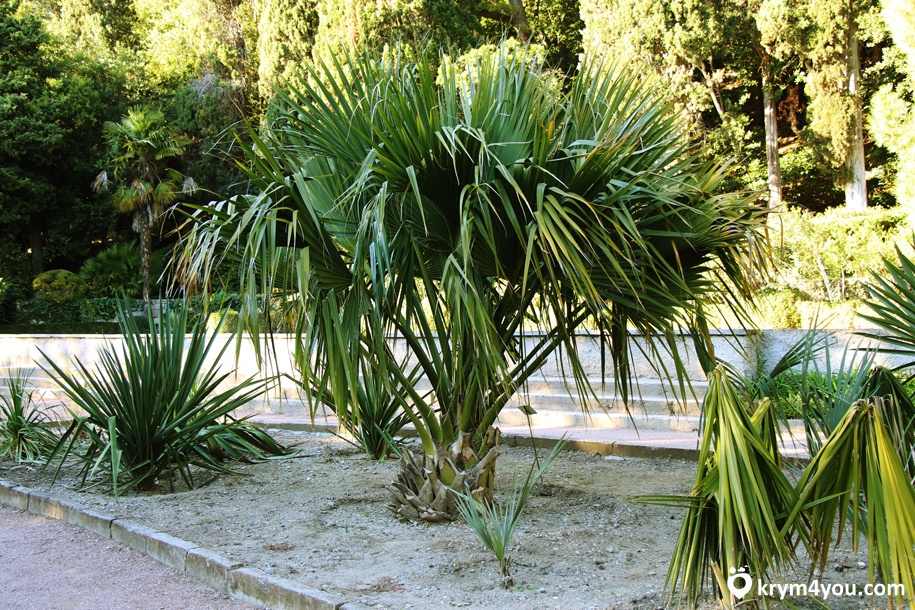 Никитский ботанический сад, Крым фото растения  