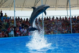 Дельфинарий «Немо» в Судаке