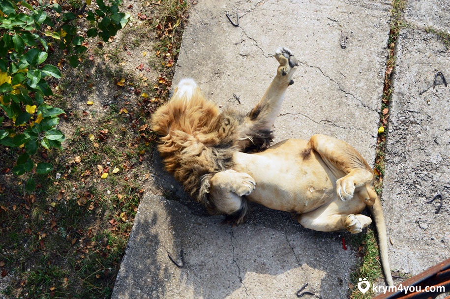 белогорск крым зоопарк Тайган фото лев 